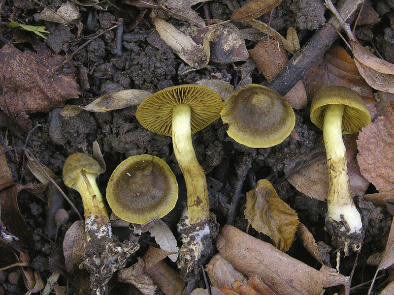 Cortinarius olivaceofuscus